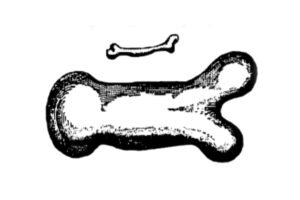 Galileo's drawing of a human bone if the person was 3 times larger than today