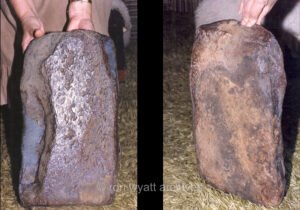 The approximately 18 inch timber that emerged from the ground.