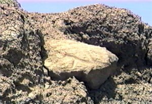 The unique design in a fossilized structure on the rail level of the ark