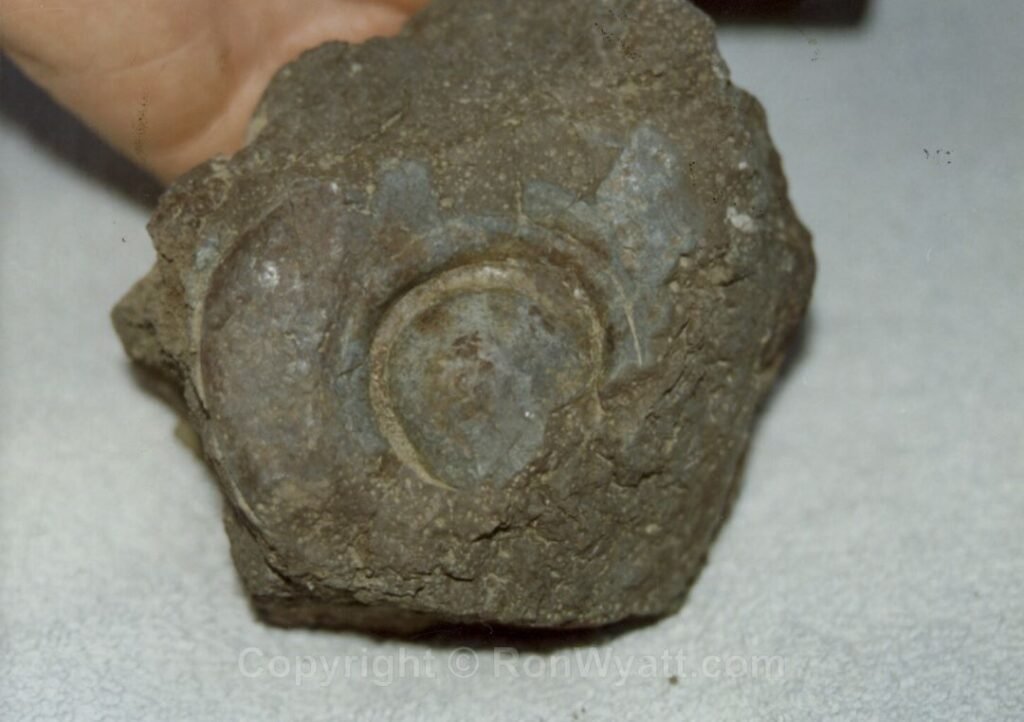 Fossilized rivet Ron found in 1991 that had fallen off the side of the ark