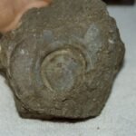 Fossilized rivet Ron found in 1991 that had fallen off the side of the ark