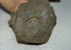 Fossilized rivet Ron found in 1991 that had fallen off the side of the ark