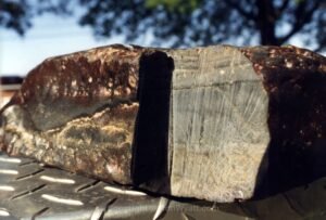 The layers within the fossilized timber can be seen after sectioning