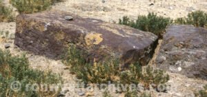 Another piece of shaped fossilized wood in Arzap.