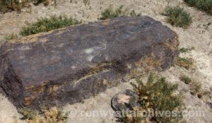 Massive piece of obviously shaped petrified wood in Arzap, the 'place of eight'.
