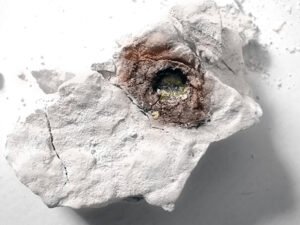 The strange specimen I (Mary Nell) found in 1990 (© Mary Nell Lee)