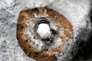 Capsule broken open with the ball of sulfur, or brimstone, still present. (© Mary Nell Lee)